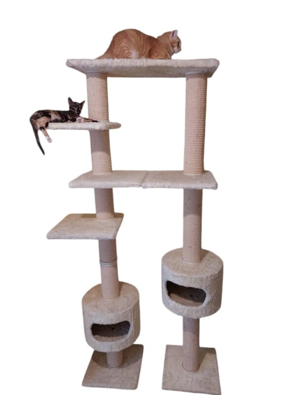 Cat-2000 floor model eco premium