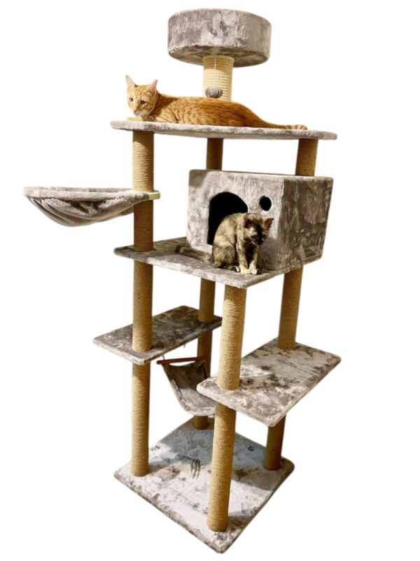 Cat-2000 floor model